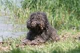 PERRO DE AGUA 147